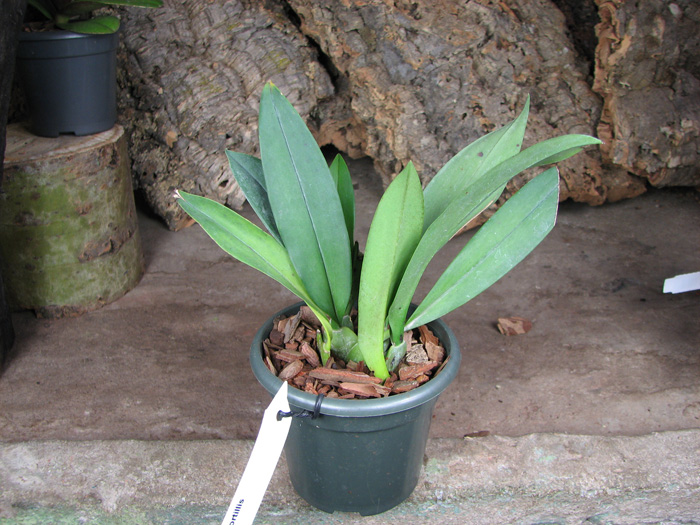 Trichopilia tortillis.jpg