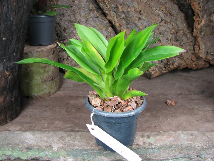 Pescatoria lehmannii 'Manuel'.jpg