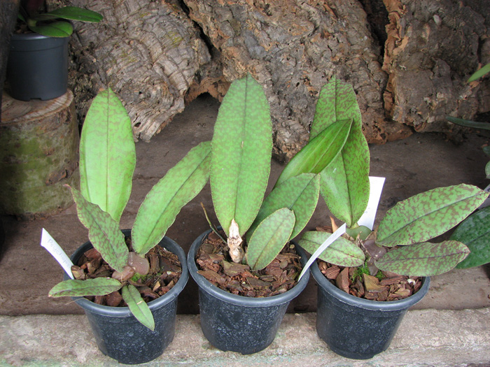 Psychopsis Butterfly (sanderae x papilio).jpg