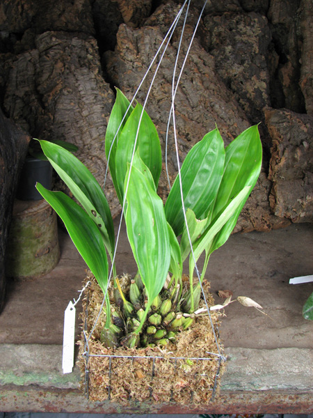 Stanhopea florida.jpg