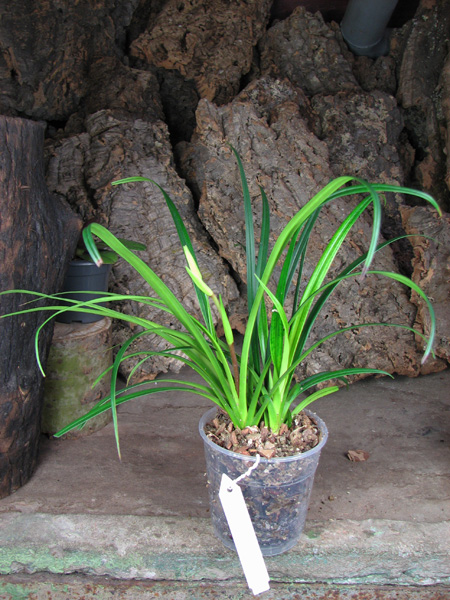 Phragmipedium pearcei.jpg
