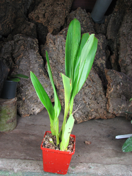 Maxillaria sanderiana.jpg