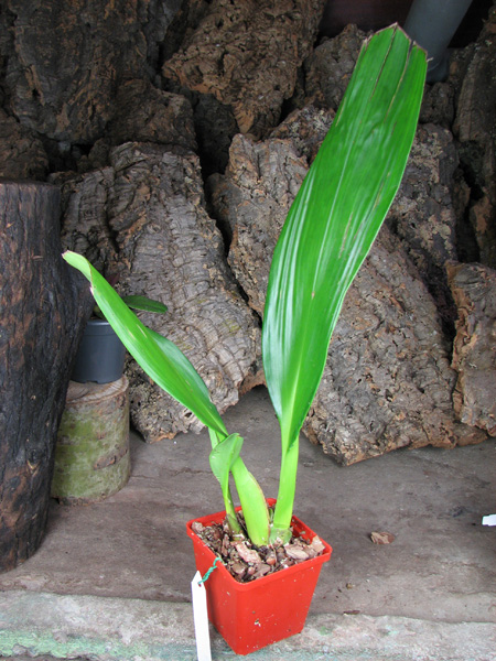 Maxillaria striata.jpg