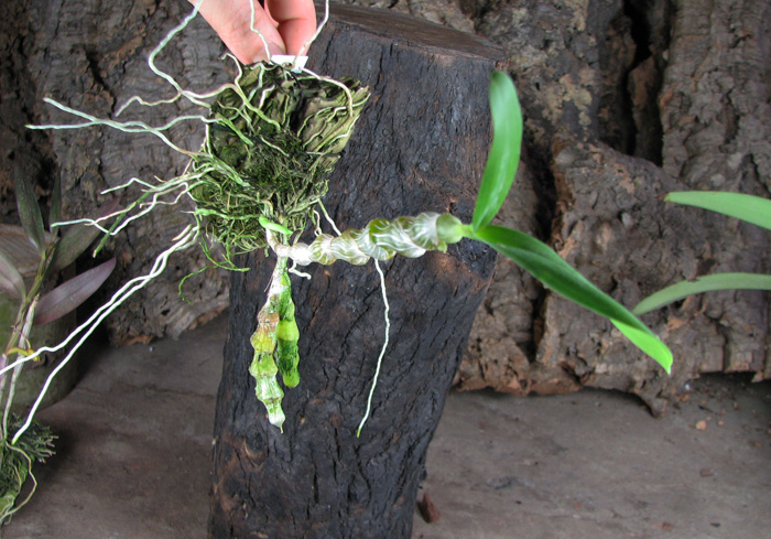 Dendrobium pendulum x self.jpg