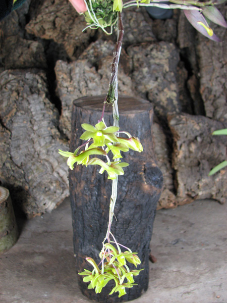 Dendrobium cerinum.jpg