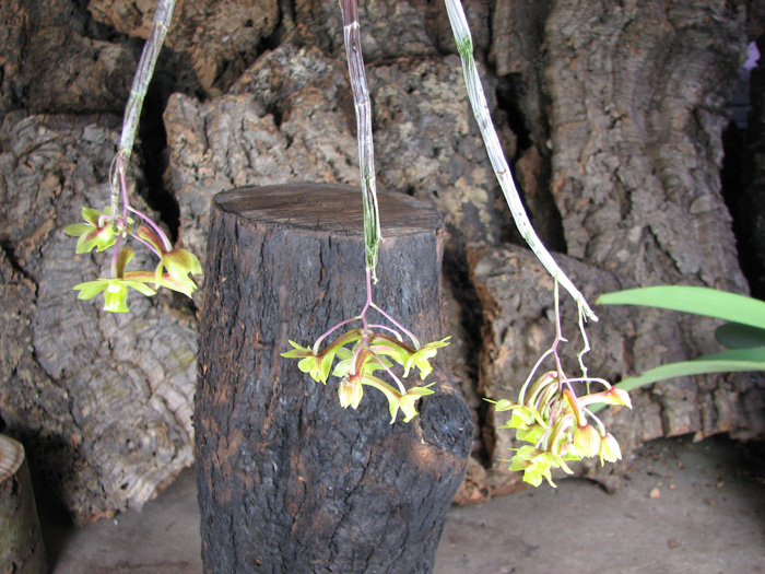 Dendrobium cerinum.jpg
