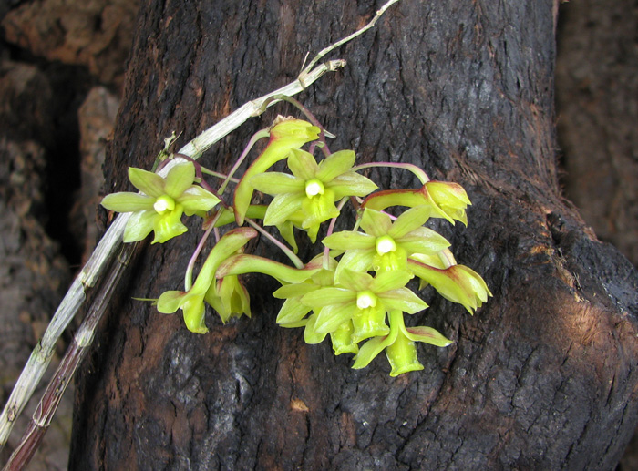 Dendrobium cerinum.jpg
