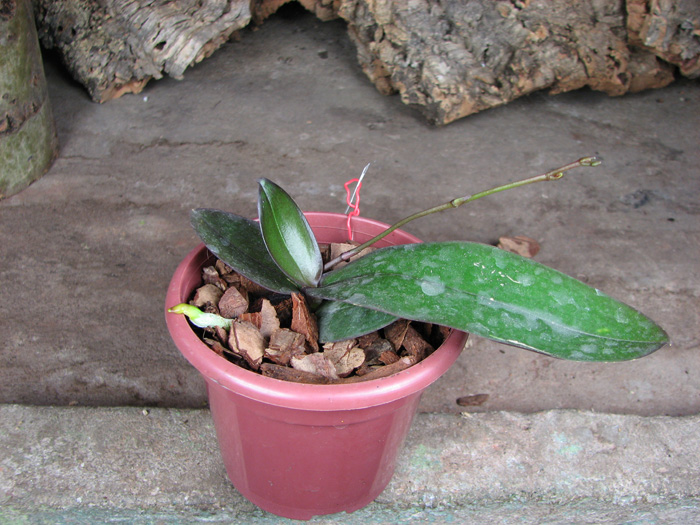 Phalaenopsis stuartiana yellow x sib.jpg