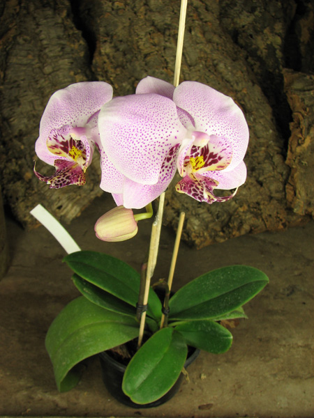 Doritaenopsis Leopard Prince 'Sogo'.jpg