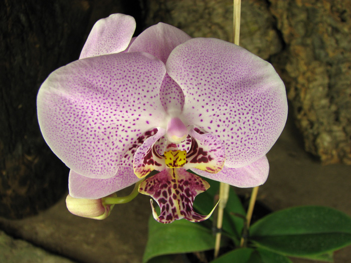 Doritaenopsis Leopard Prince 'Sogo'.jpg