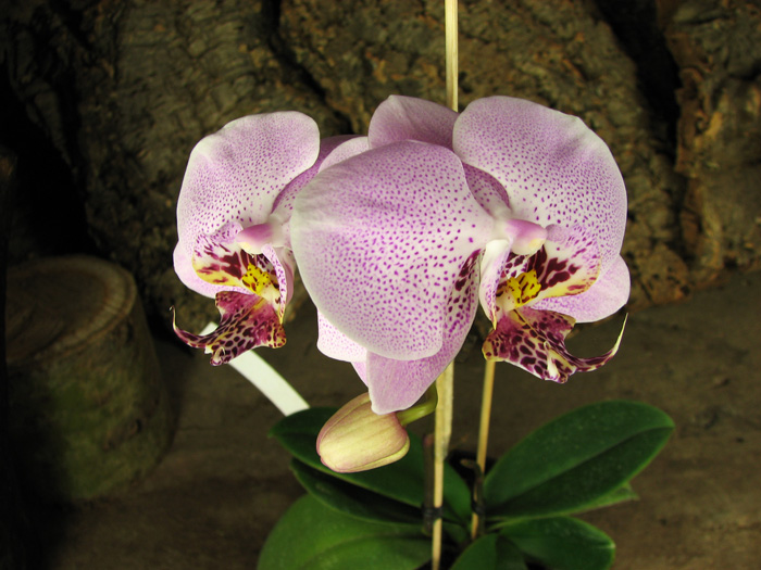 Doritaenopsis Leopard Prince 'Sogo'.jpg