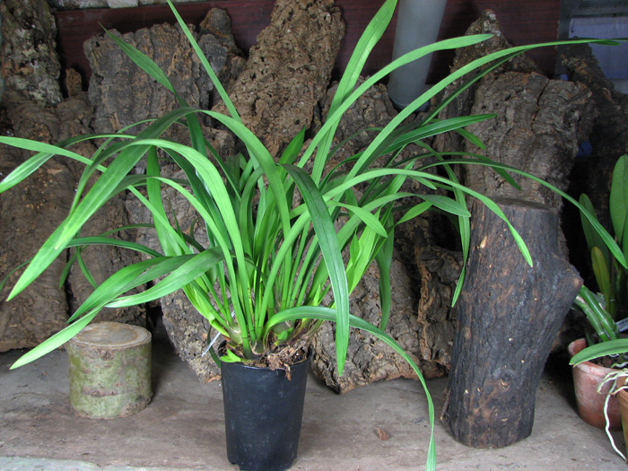 Cymbidium Ruby Eyes 'Red Baron'.jpg
