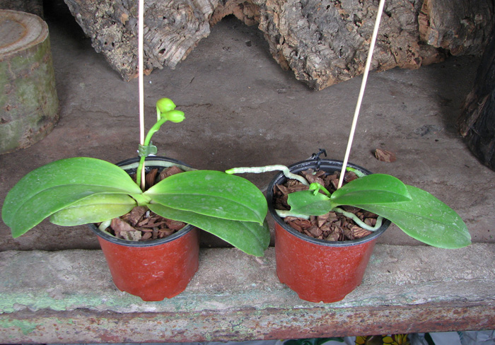 Doritaenopsis Sogo Sweet 'Sogo' x Phalaenopsis Joy Spring Canary 'Japan Peach'.jpg