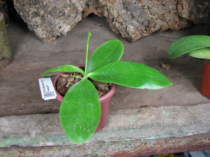 Phalaenopsis amboinensis x Phalaenopsis Penang Girl.jpg