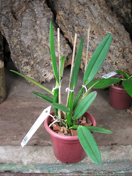 Cattleya luteola.jpg