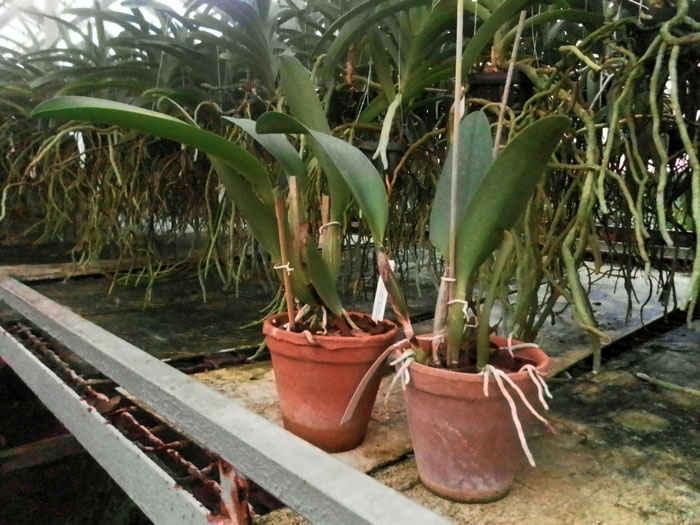 Potinara Spanish Eyes 'Tian Mu' (Apricot Flare x Memoria Wang Tzu-Chang).jpg