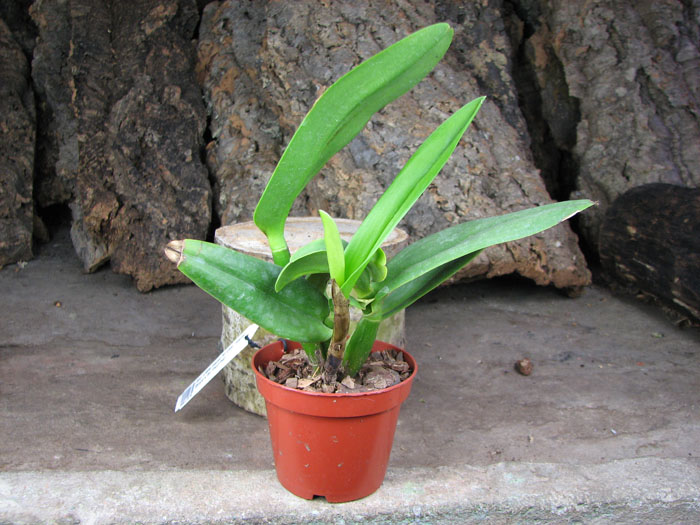 Sophrolaeliocattleya Little Hazel 'M'.jpg