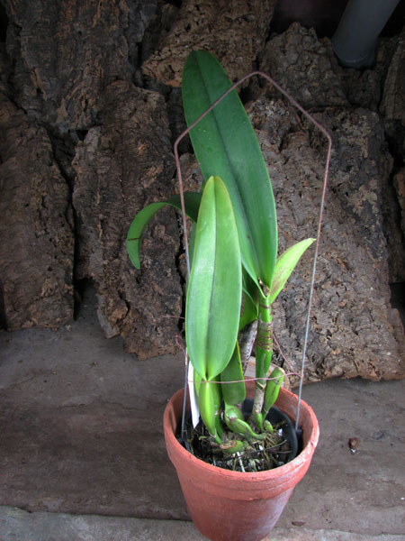 В чехле есть бутон