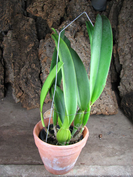 Brassolaeliocattleya Pamela Hetherington.jpg