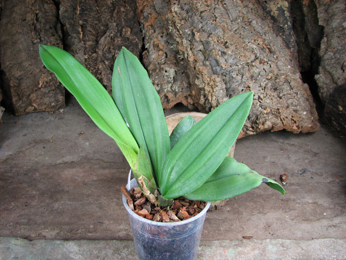 Oncidium Papilio.jpg