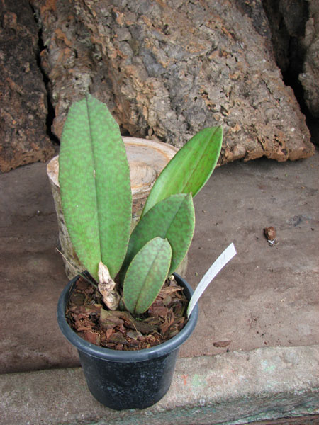 Psychopsis Butterfly (sanderae x papilio).jpg