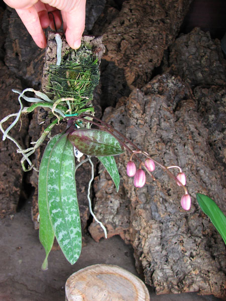 Phalaenopsis schilleriana.jpg