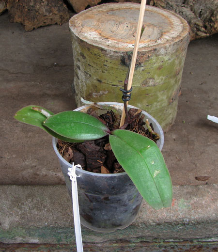 Phalaenopsis stuartiana var nobilis.jpg