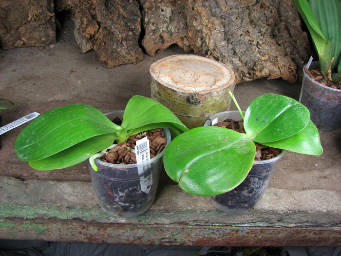 Phalaenopsis Mituo Sun 'Mituo #1' x Phalaenopsis Ld's Bear Queen.jpg