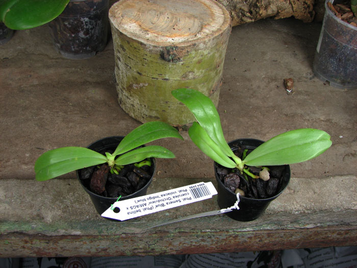 Phalaenopsis Samera 'Blue'.jpg