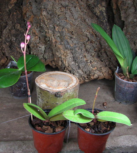 Dtps Lius Sakura.jpg