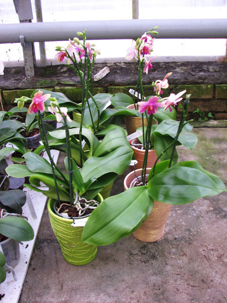 Phalaenopsis Liodoro (Phalaenopsis Deventeriana x Phalaenopsis violacea).jpg