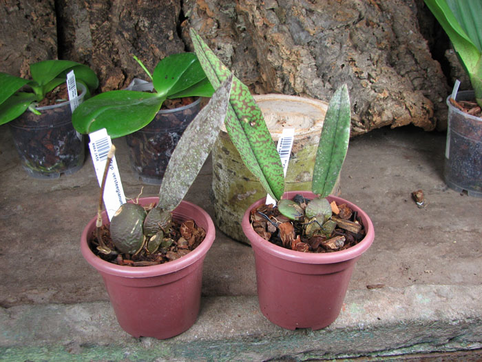 Psychopsis versteegianum.jpg