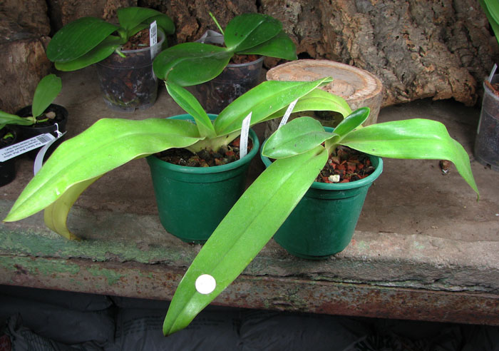 Paphiopedilum Lady Isabel x sanderianum.jpg