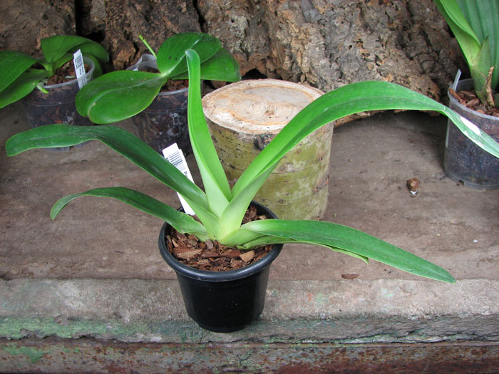 Paphiopedilum philippinense.jpg