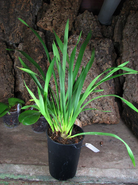 Cymbidium Kiwi Midnight.jpg