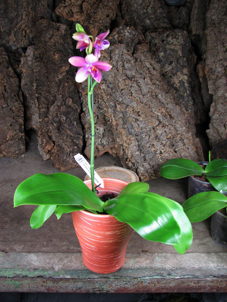 Phalaenopsis Liodoro (Phalaenopsis Deventeriana x Phalaenopsis violacea).jpg