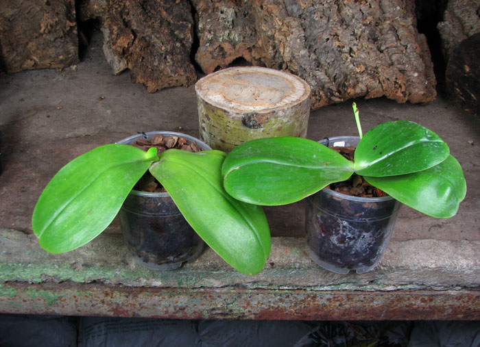 Phalaenopsis Mituo Sun 'Mituo #1' x Phalaenopsis Ld's Bear Queen.jpg