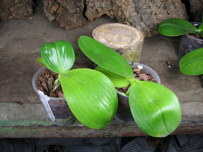 Phalaenopsis Mituo Sun 'Mituo #1' x Phalaenopsis Ld's Bear Queen.jpg