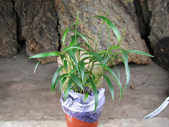 Sobralia callosa.jpg