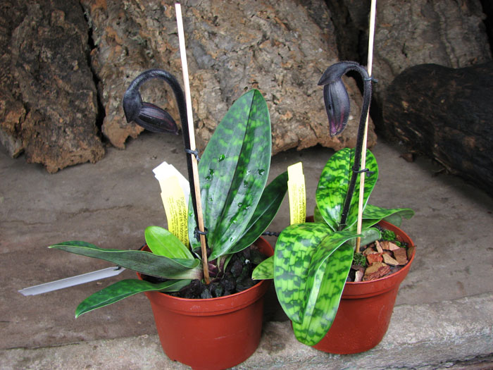 Paphiopedilum Maudiae Vinicolor 'Schwarze Madonna'.jpg
