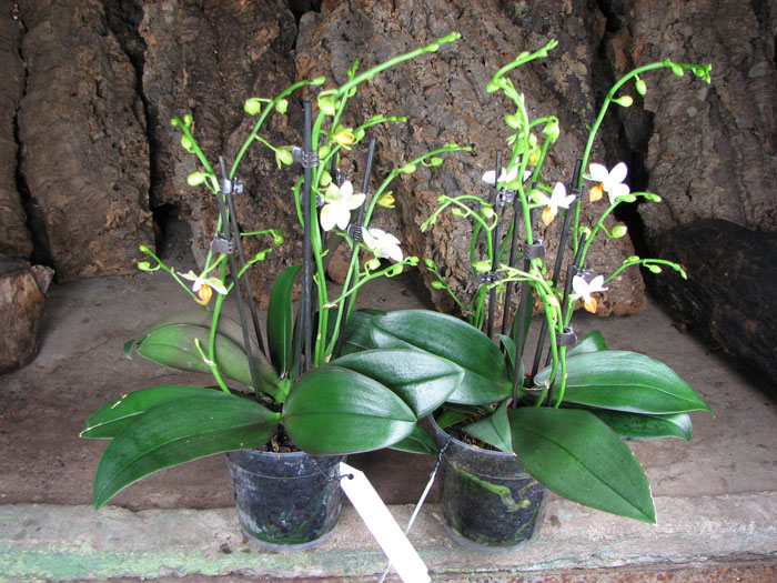 Phalaenopsis Mini Mark 'Maria Teresa'.jpg