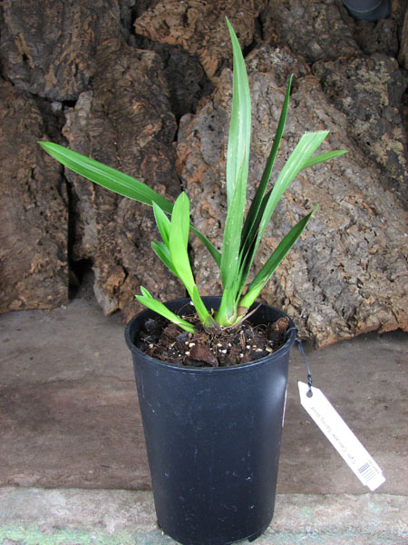 Cymbidium Cascade 'Spring Wind'.jpg