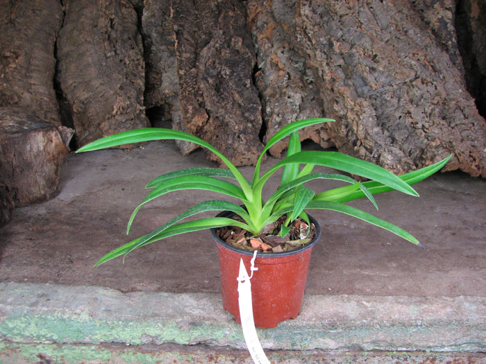 Phragmipedium Olaf Gruss.jpg