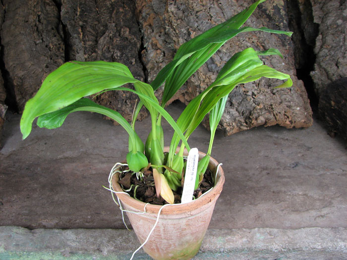 Coelogyne speciosa.jpg