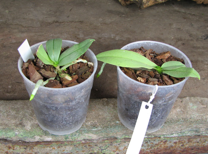 Doritaenopsis Meidarland Annaberry 'Meidarland'.jpg