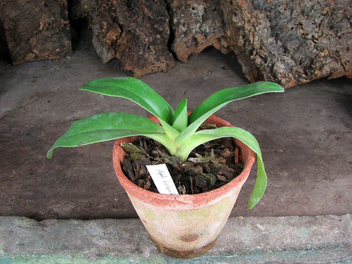 Paphiopedilum kolopakingii var topperi.jpg