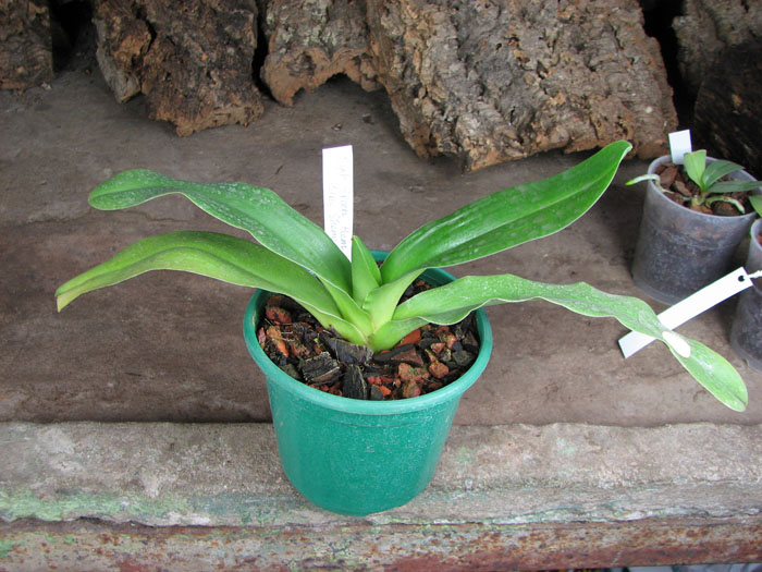 Paphiopedilum Green Gem x Hung Sheng Nice.jpg
