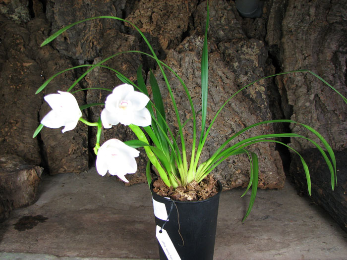 Cymbidium Lovely Smile 'Angel'.jpg