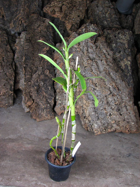 Dendrobium Super Dream 'Flame'.jpg