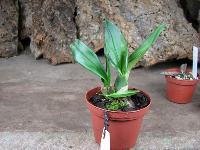 Trichopilia marginata.jpg